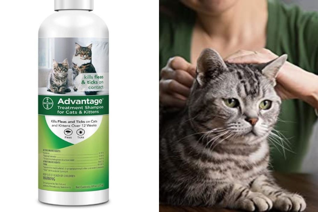 flea shampoo for cats