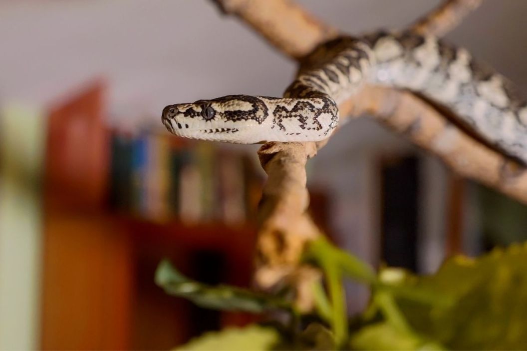 toys for snakes