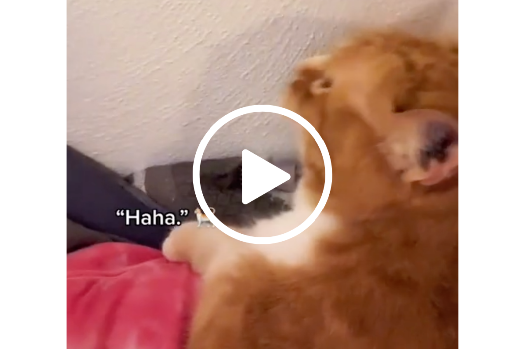 cat laughs