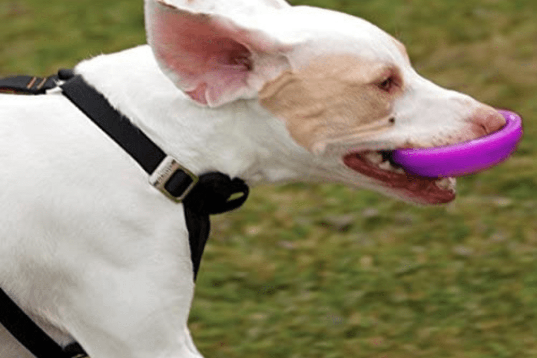 winga dog toy
