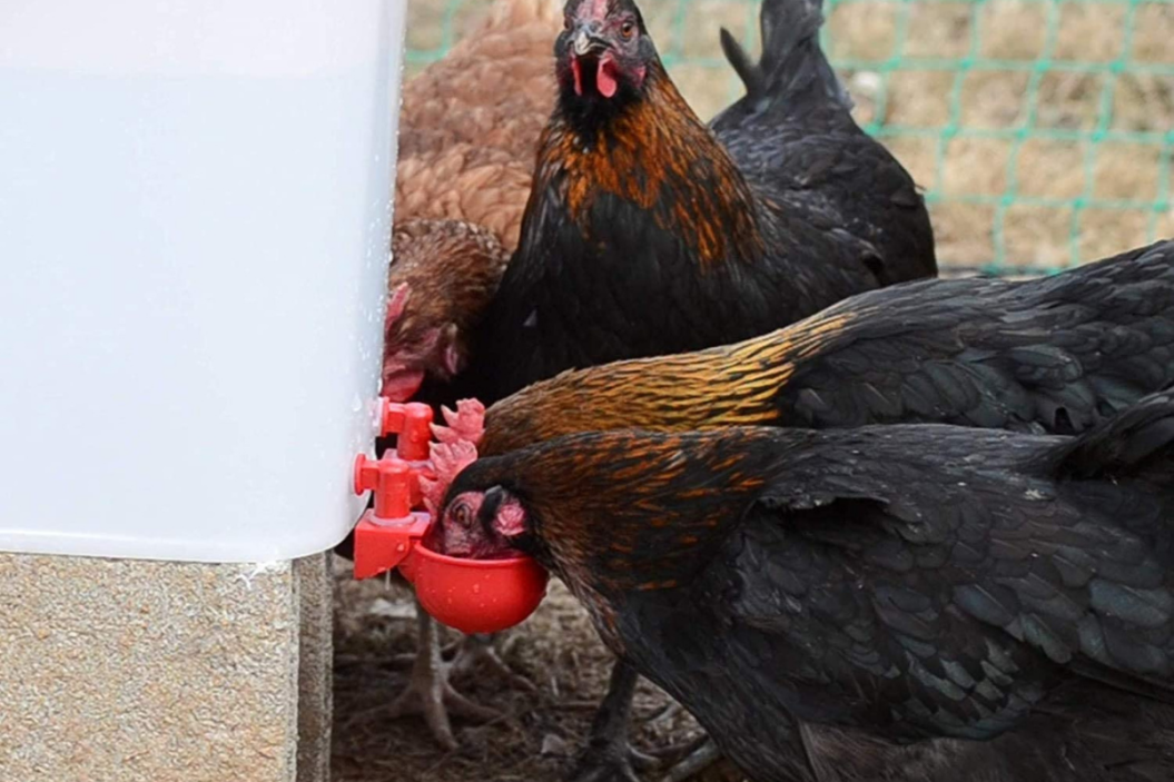 chicken waterer