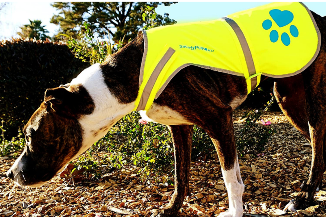 dog safety vest