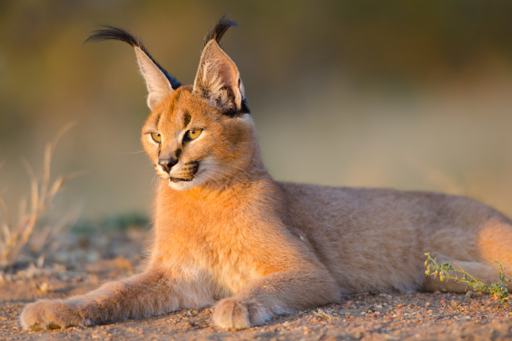 Caracal laying down