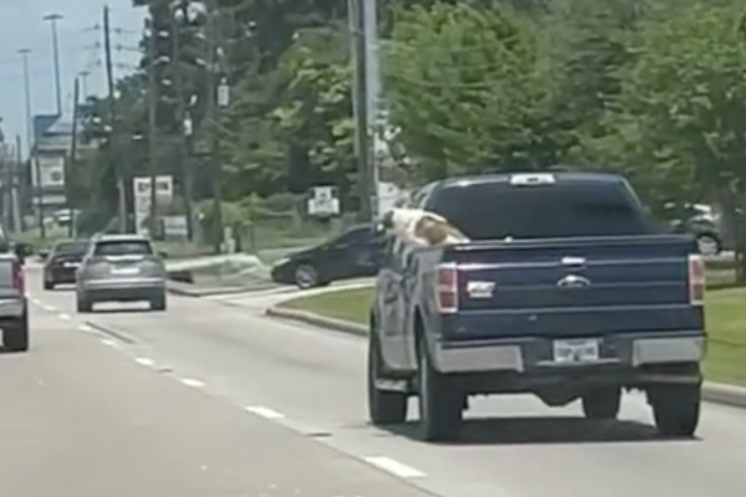 Dog Jumps from Truck, TikTok