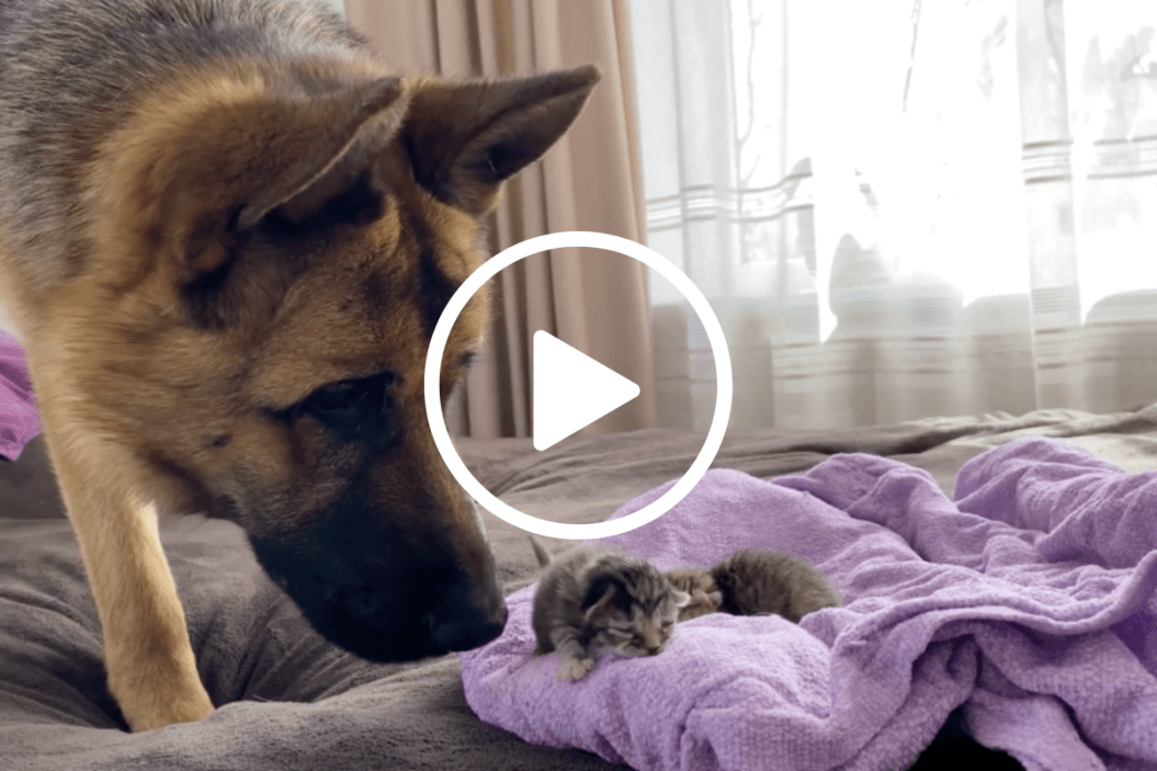 German Shepherd Meets Kittens