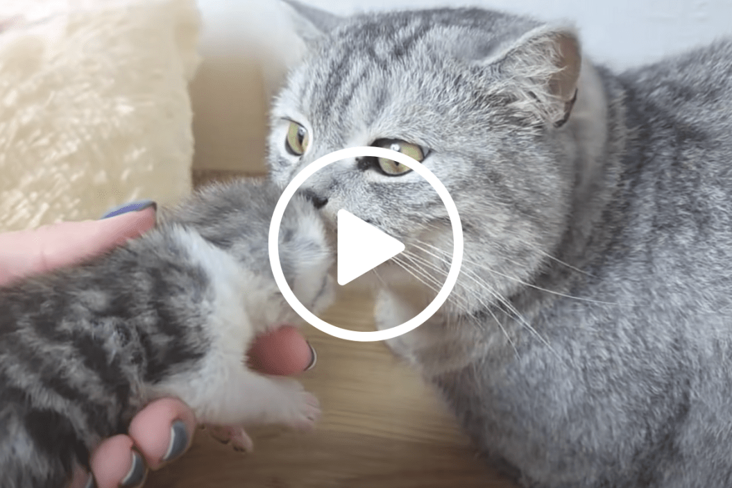 meeting kittens for first time