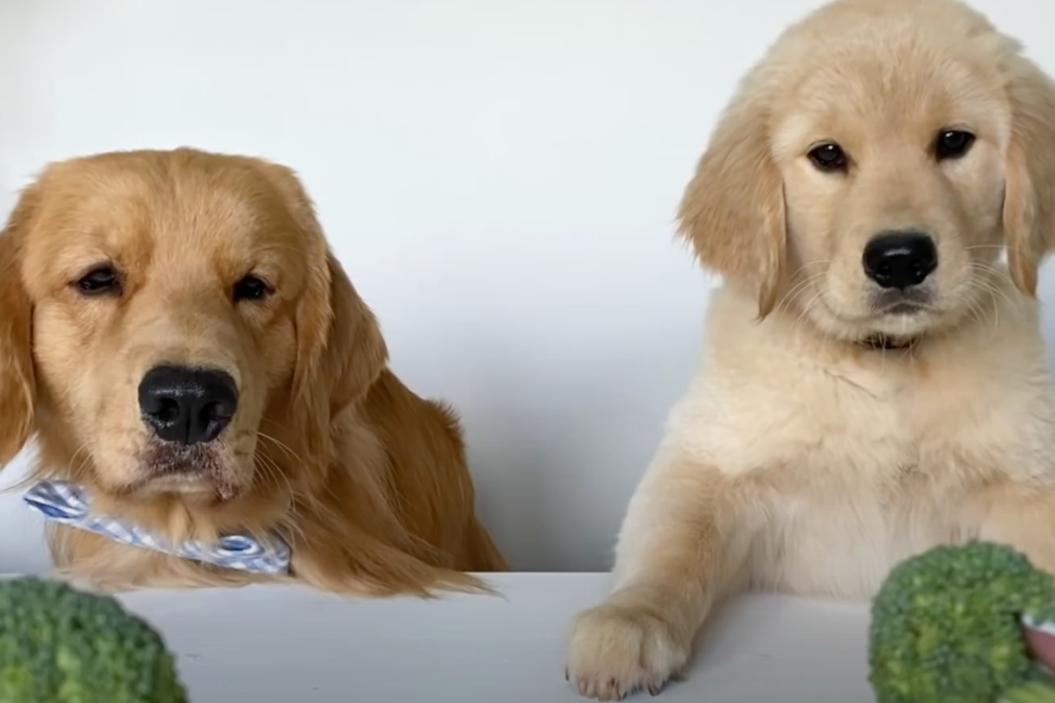 Tucker the golden retriever