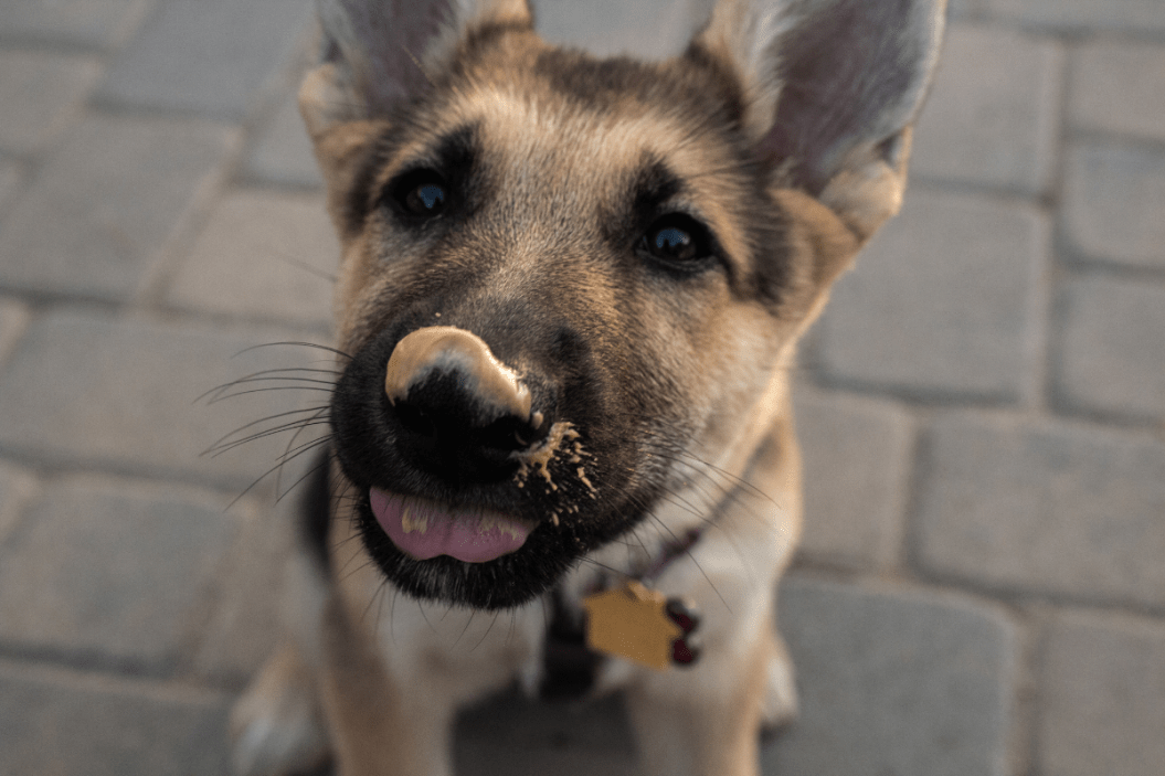 can dogs eat peanuts