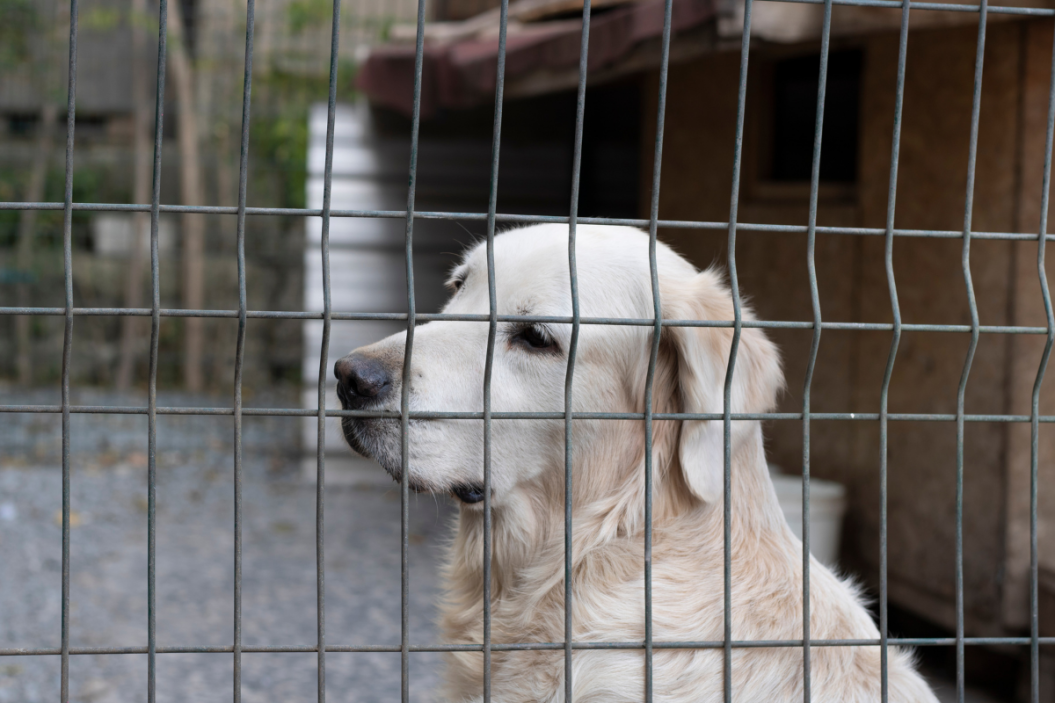 rescue dog staring outside fence