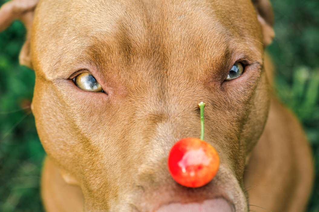 can dogs eat cherries