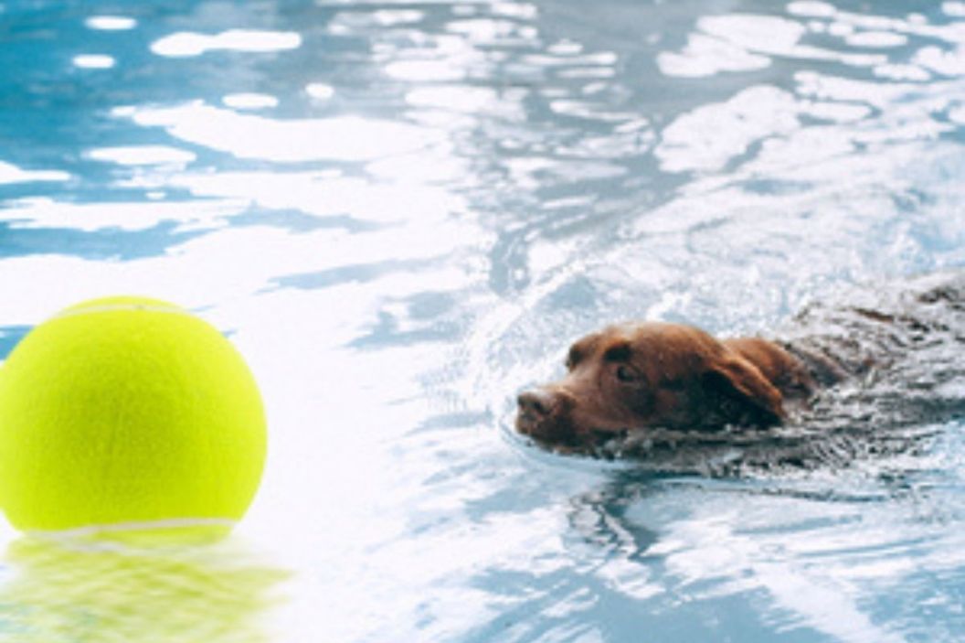 giant tennis ball for dogs