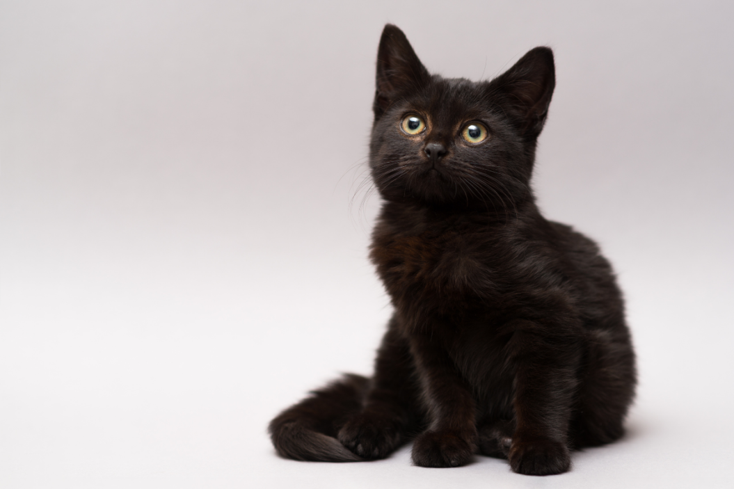 black animals