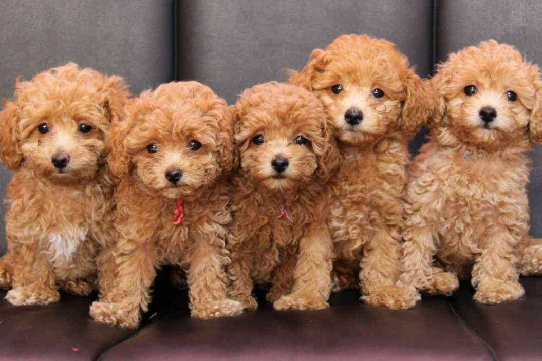 types of poodles