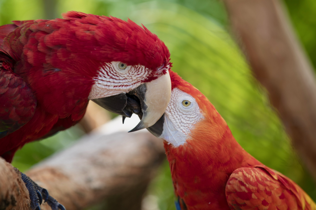 red animals