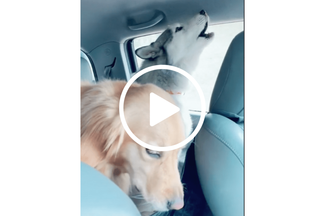 huskies sing