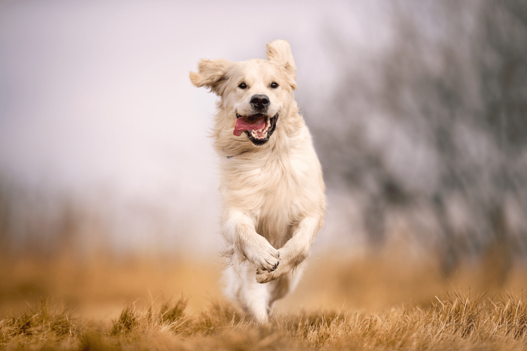 types of retrievers