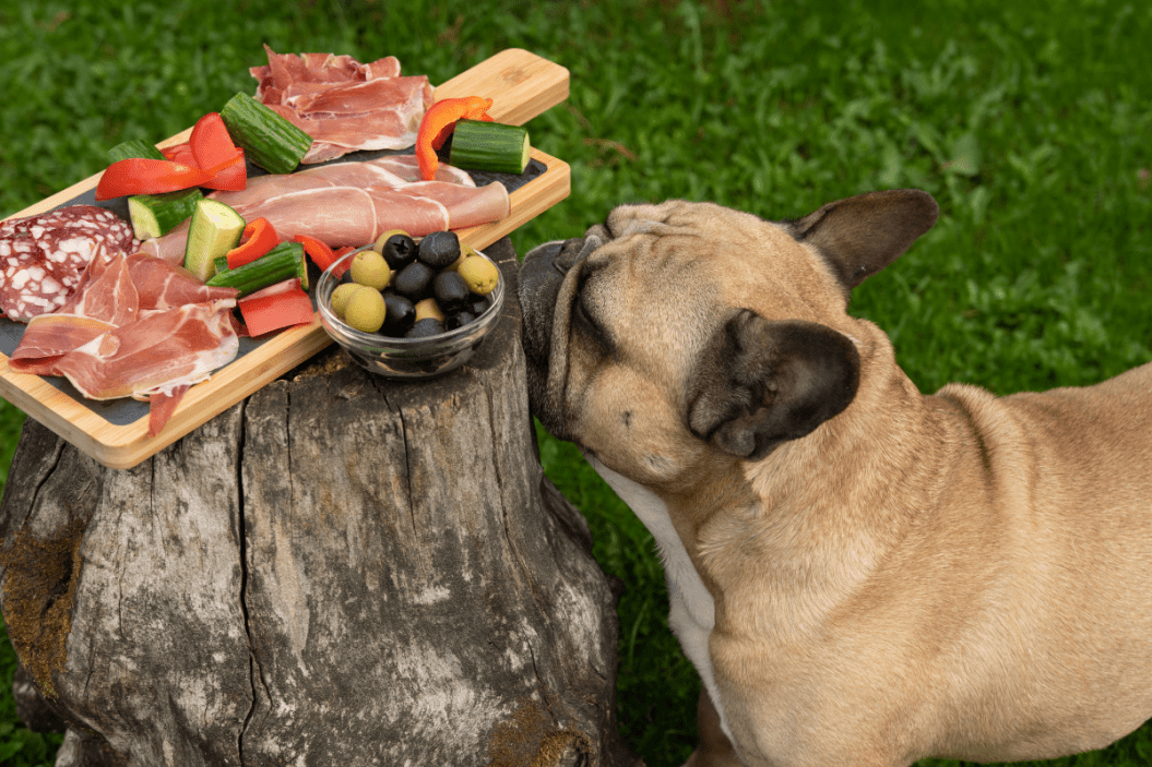 can dogs eat black olives