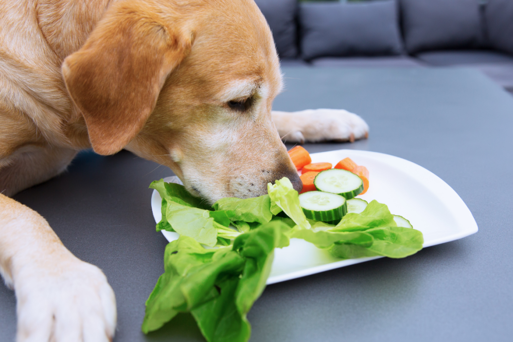 can dogs eat pickles