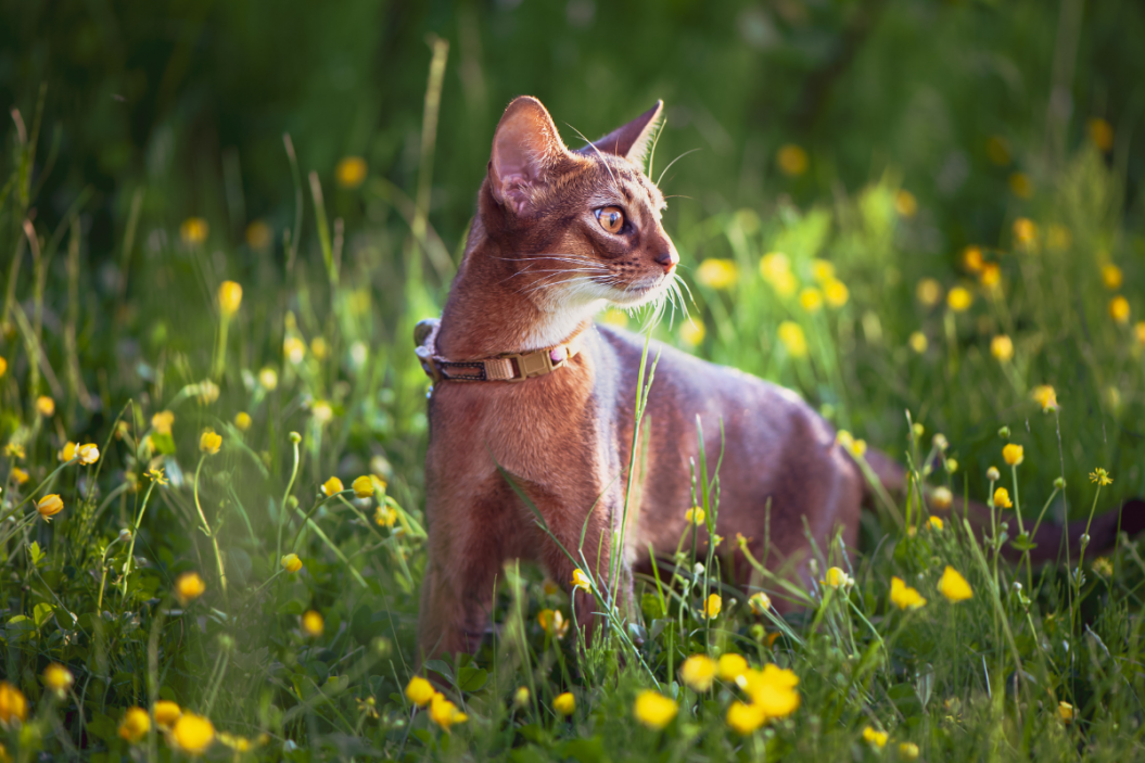 abyssinian cat breed