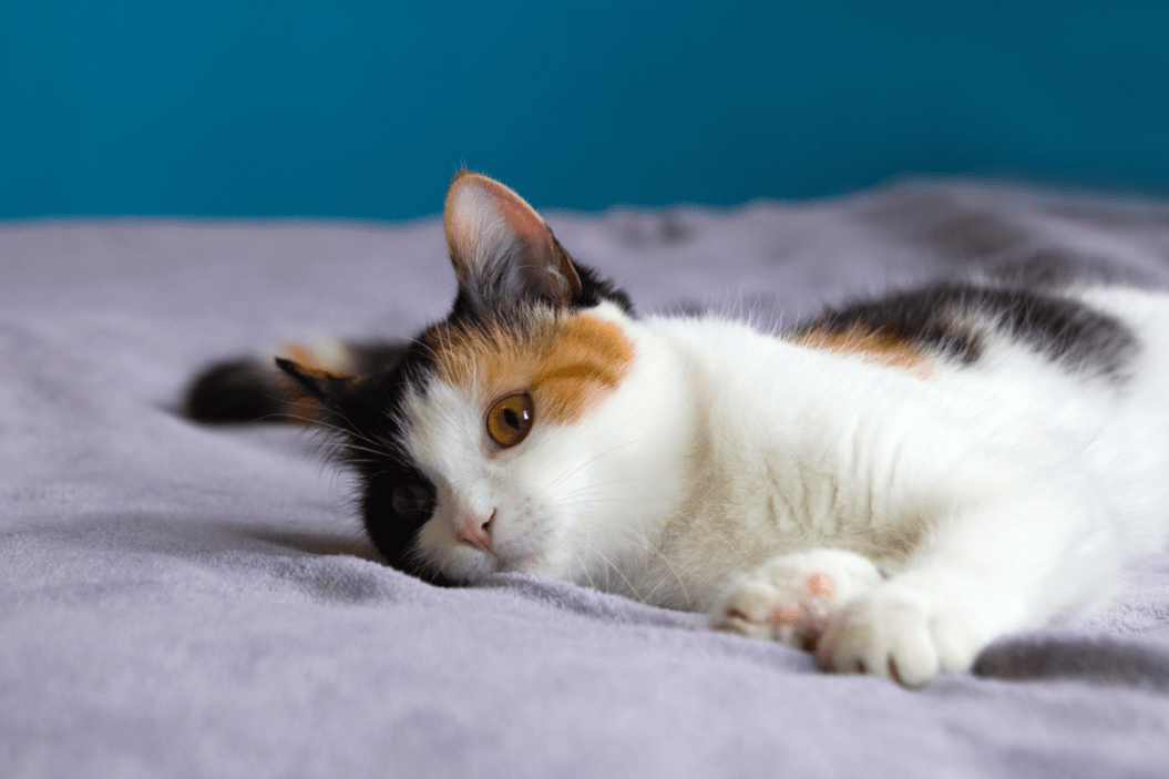 tortoiseshell cat breed