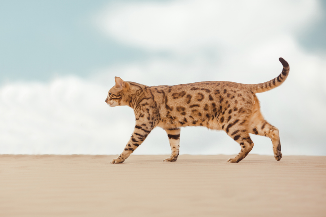 savannah cat breed