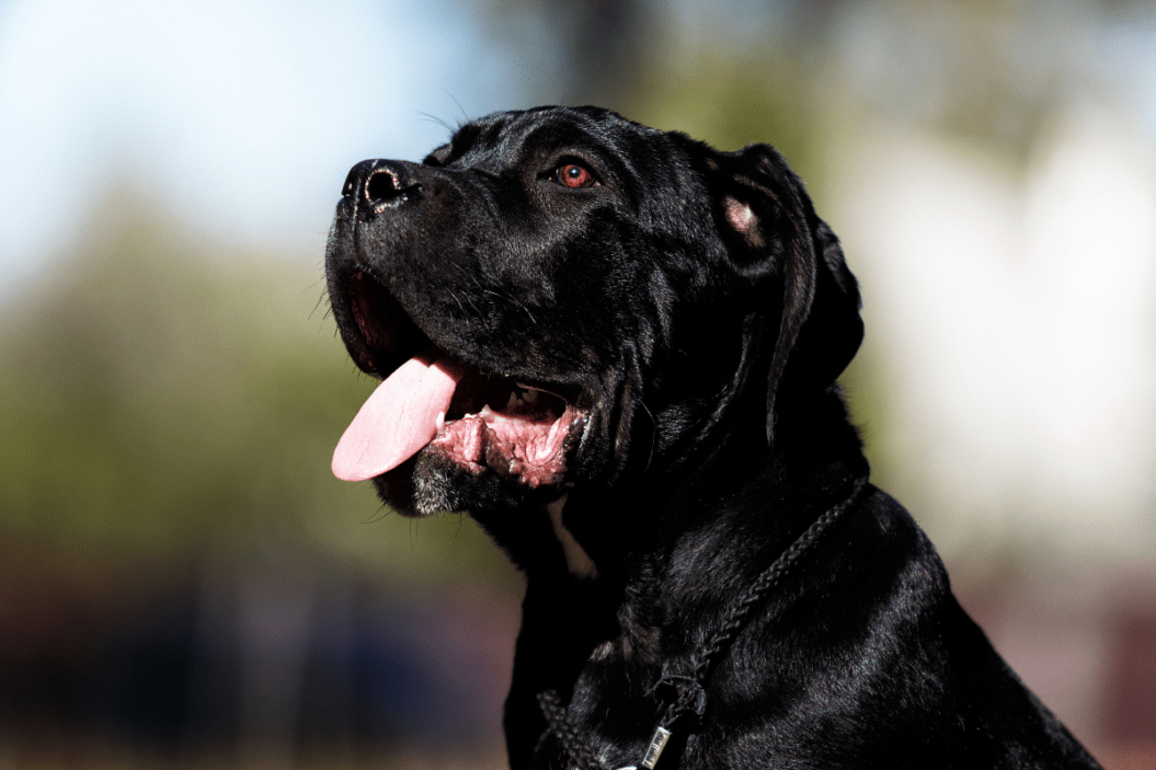 Cane Corso Dog Breed