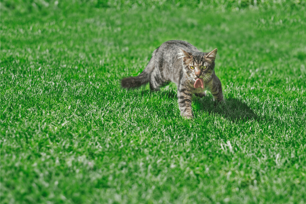 cats hunt