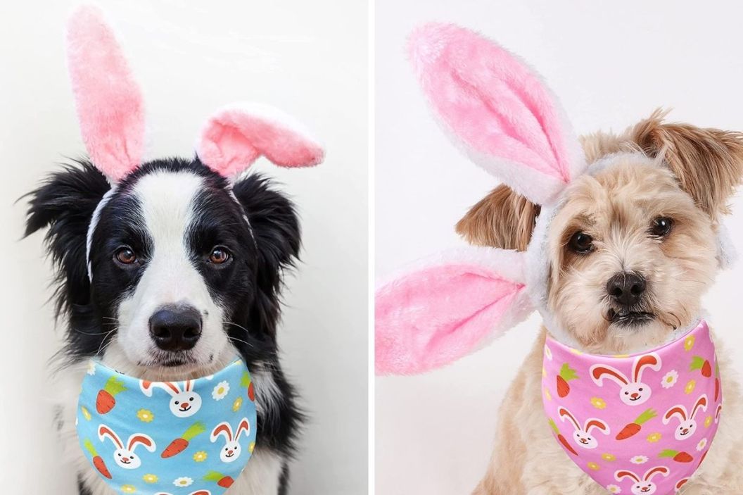 bandana for dog