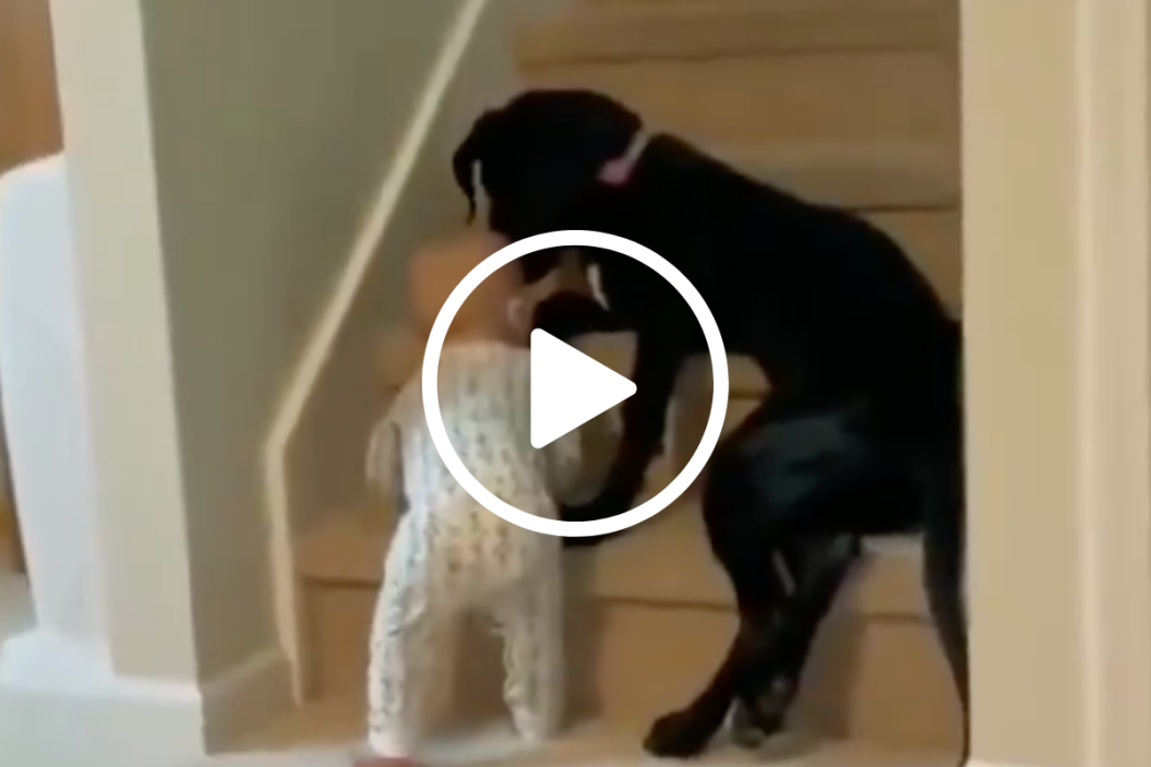 dog protecting