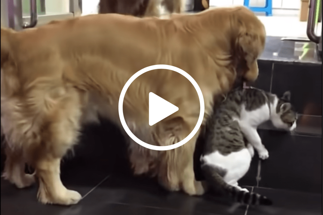 dog pulls cat from fight