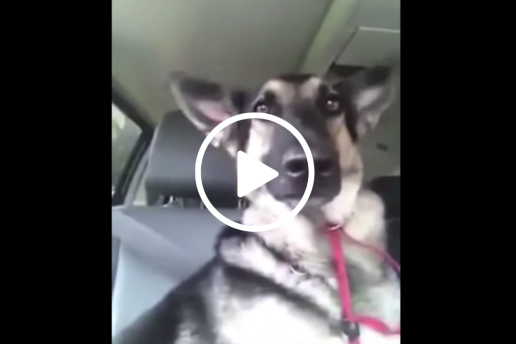 Screenshot of YouTube clip where German shepherd dances to Flo Rida