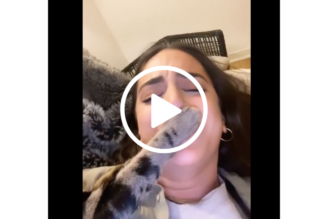 jealous cat