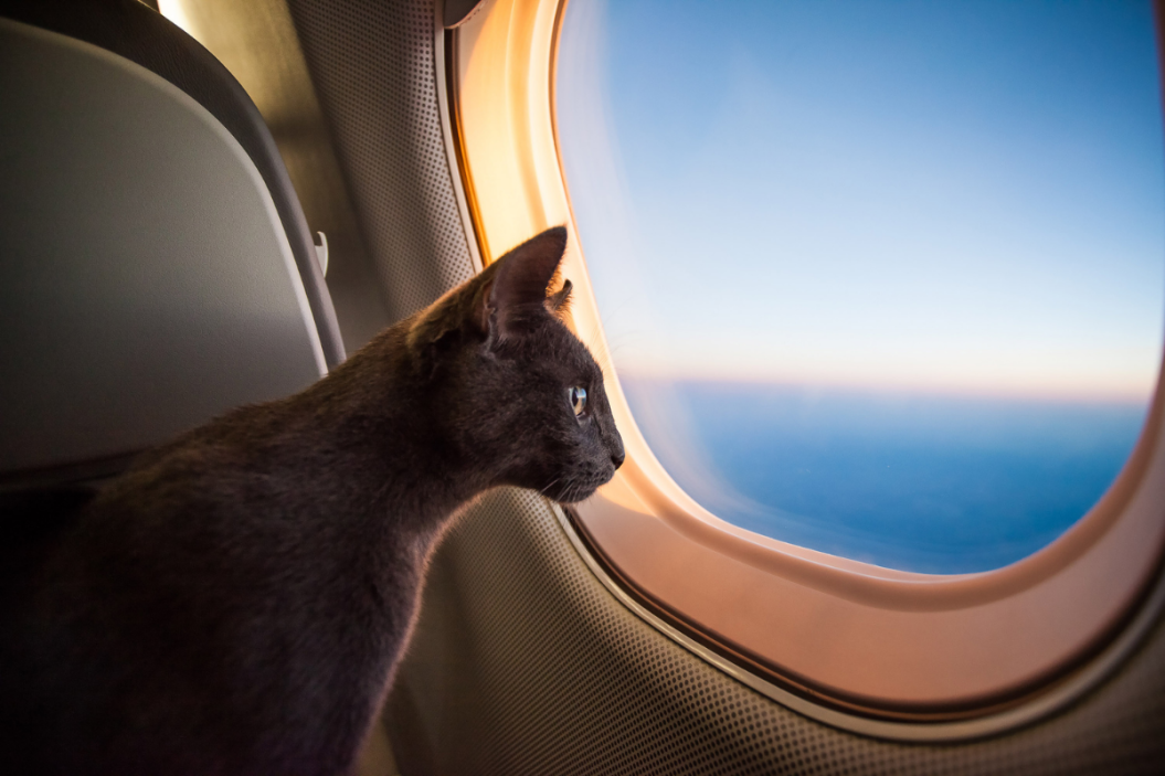pet flying tips