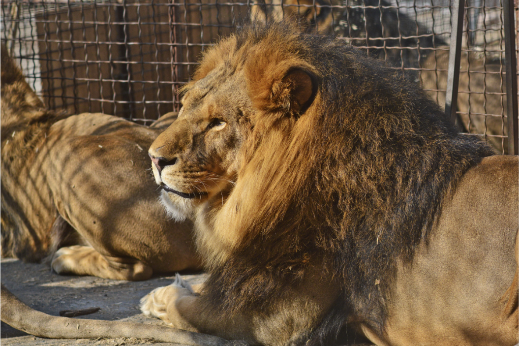pet lion