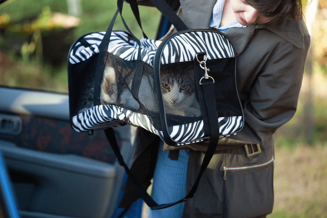 pet disaster preparedness kit