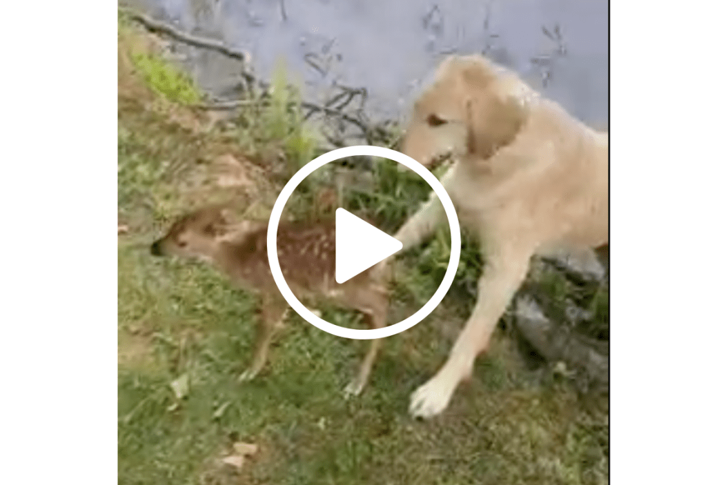 retriever saves baby deer