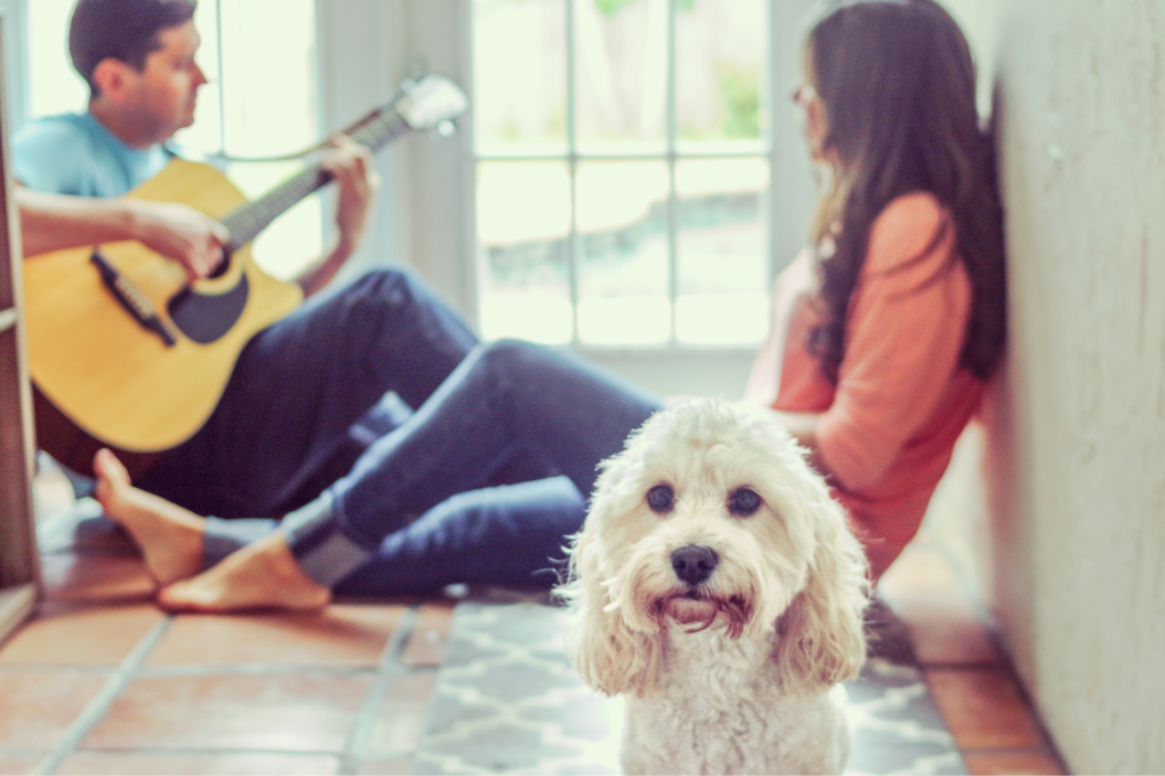 songs about dogs