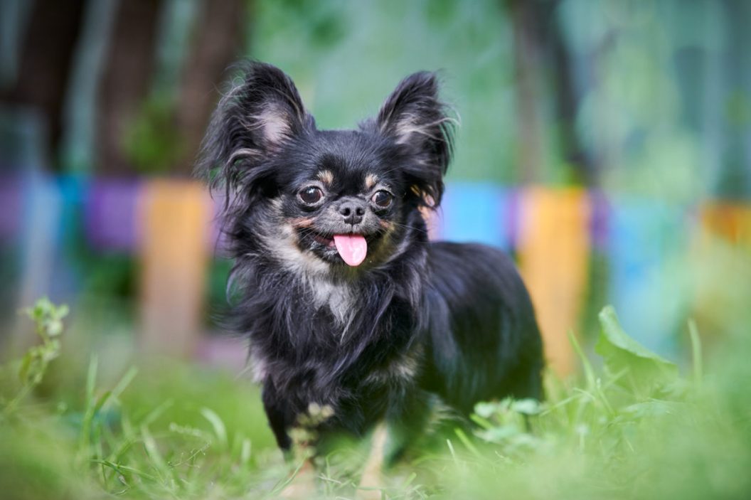 Chihuahua puppy, little dog in garden