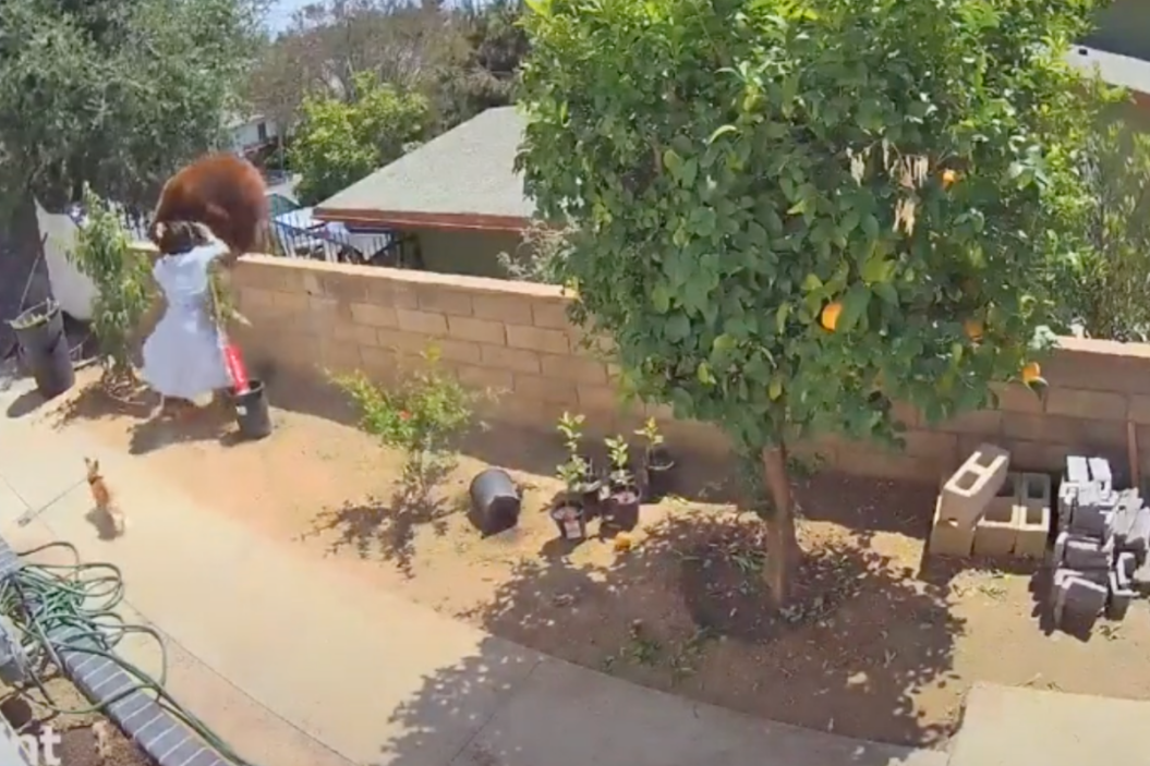 teen shoves bear