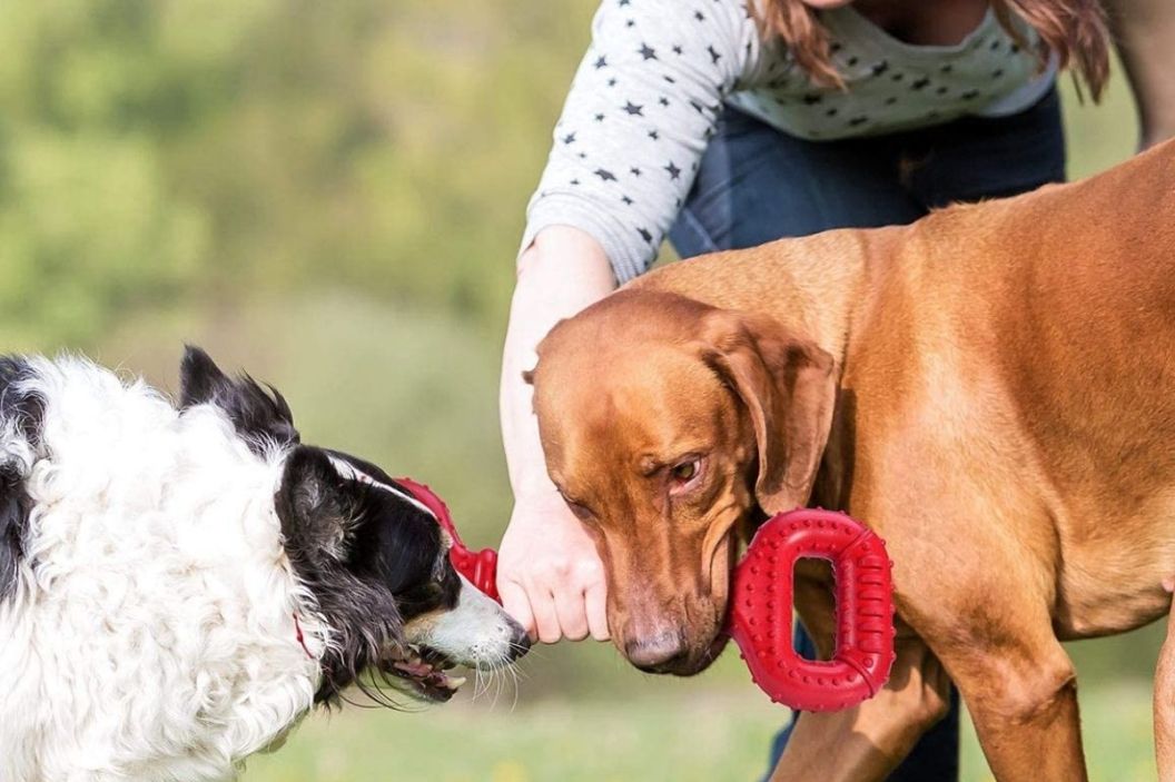 tug of war dog toy