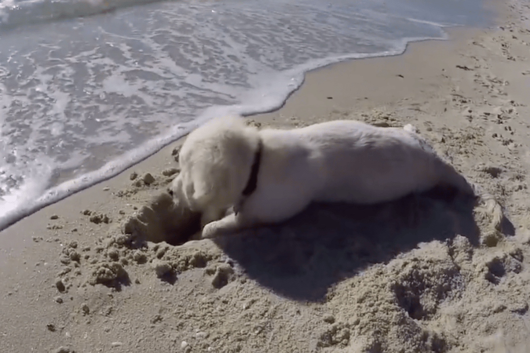 water fills puppies hole
