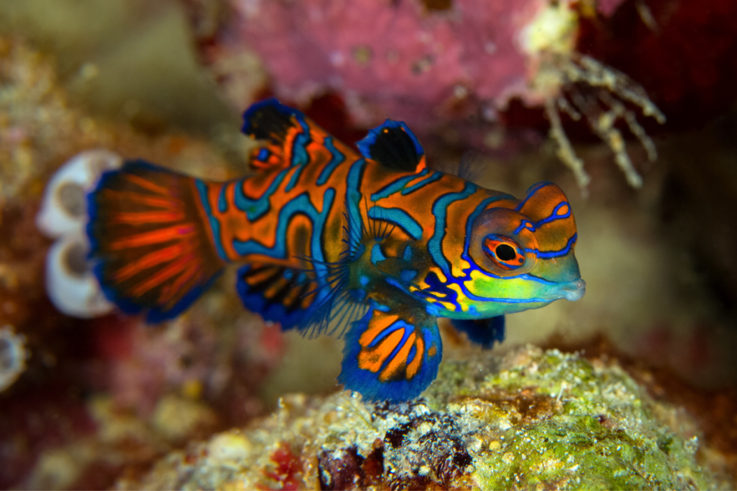 Beautiful mandarin fish seen swimming.