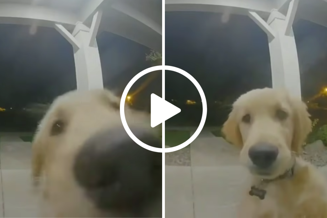 Dog Rings Doorbell