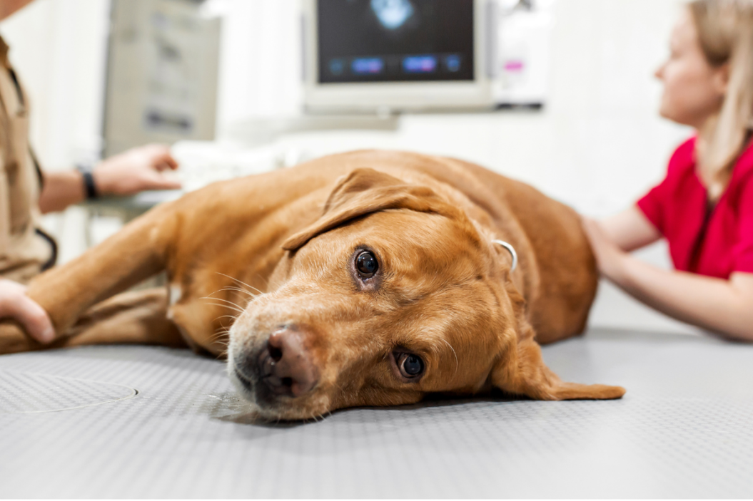 Dog to Human Parasite