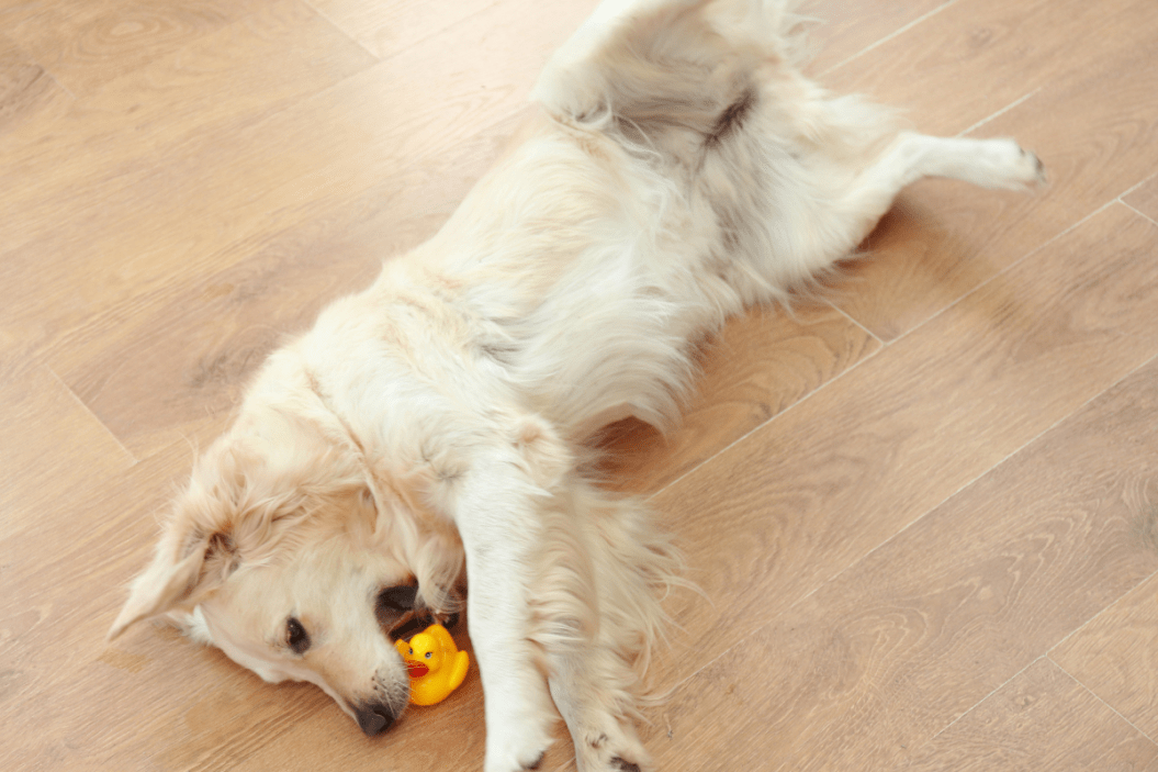 dogs and squeaky toys
