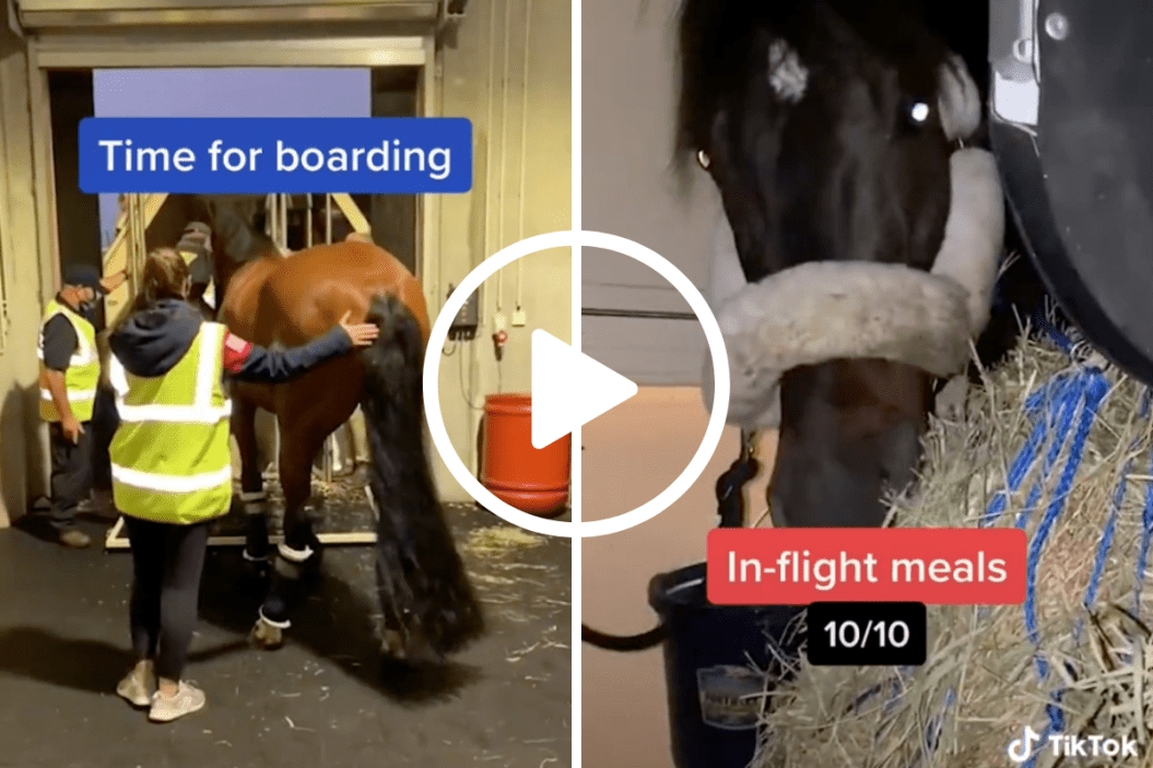 Horses to the Olympics