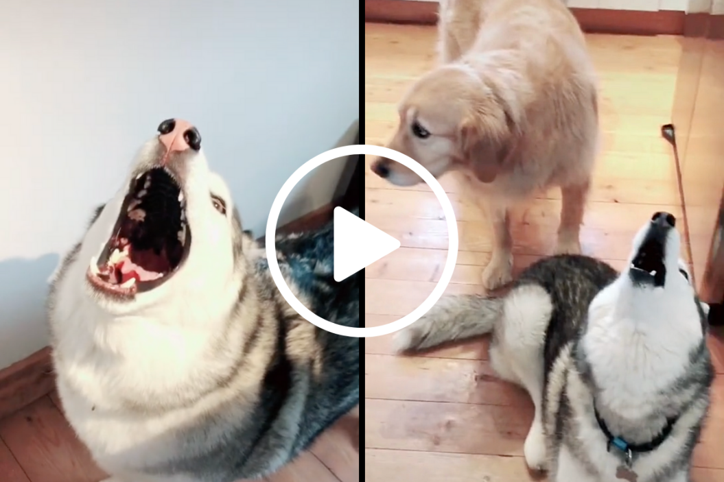 Huskies Sing Piano Man