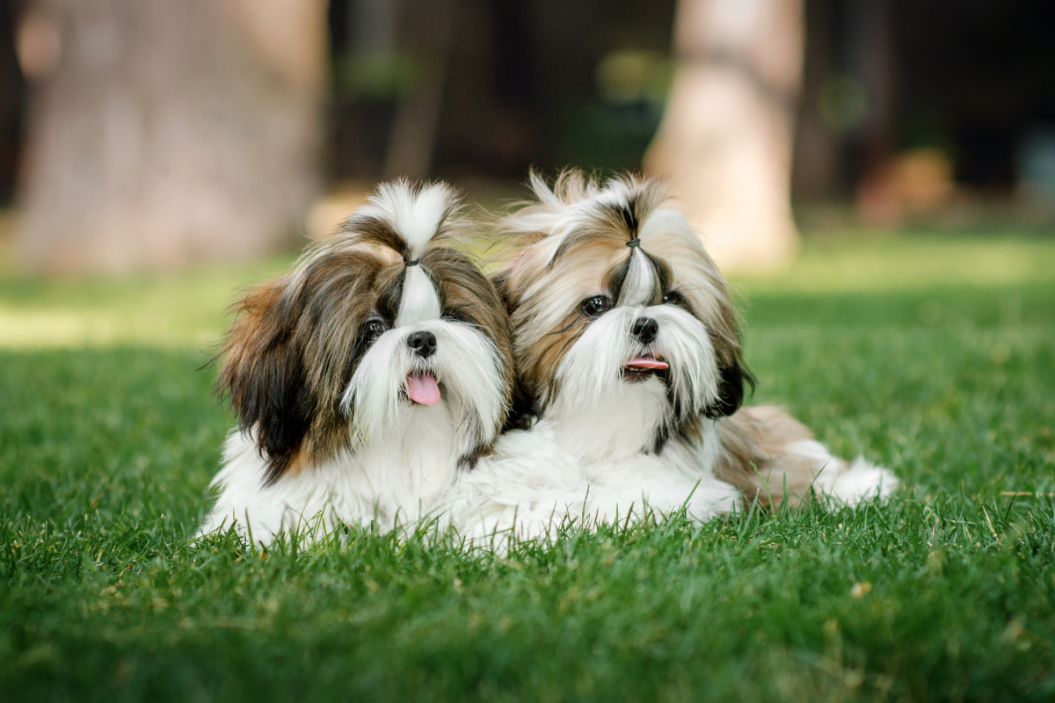 Shih Tzu dogs lay together.