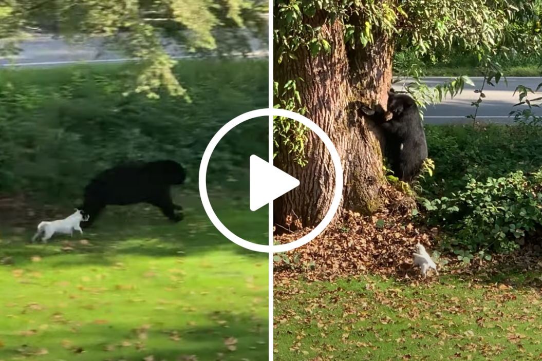 Tiny Puppy Chases Bear