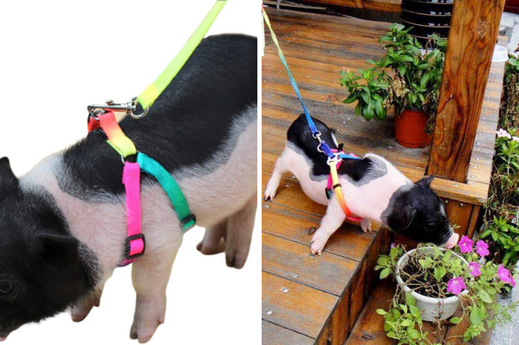 Pig Leash
